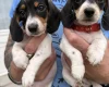Dachshund (Miniature Smooth Haired)