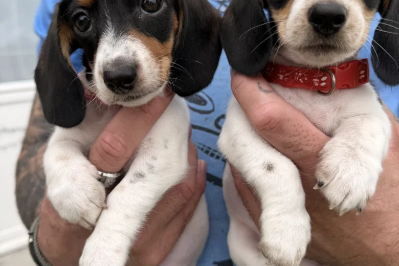 Dachshund (Miniature Smooth Haired)