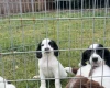 English Springer Spaniel