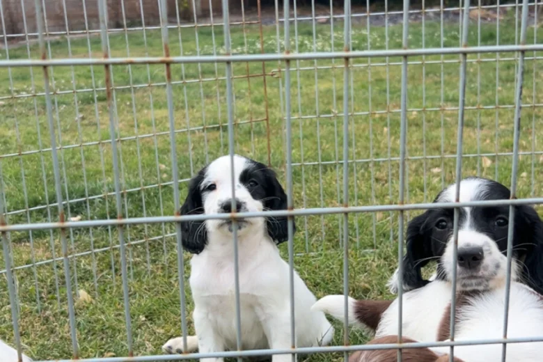 English Springer Spaniel