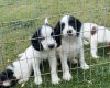 English Springer Spaniel