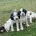 English Springer Spaniel