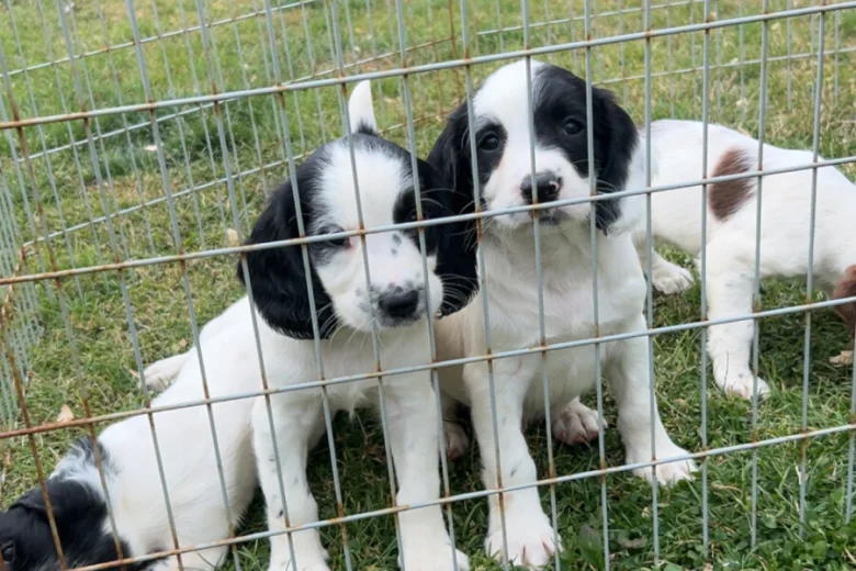 English Springer Spaniel