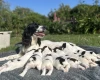 English Springer Spaniel