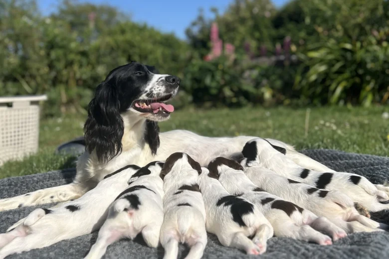 English Springer Spaniel