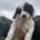 English Springer Spaniel