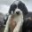 English Springer Spaniel