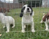 English Springer Spaniel