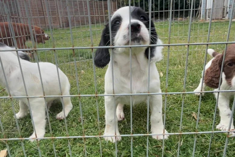 English Springer Spaniel