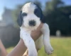 English Springer Spaniel