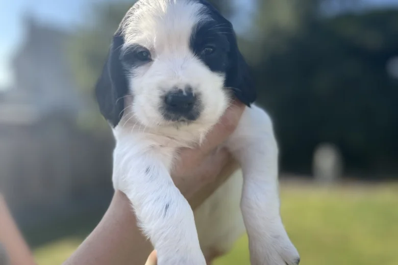 English Springer Spaniel