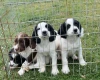 English Springer Spaniel