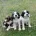 English Springer Spaniel