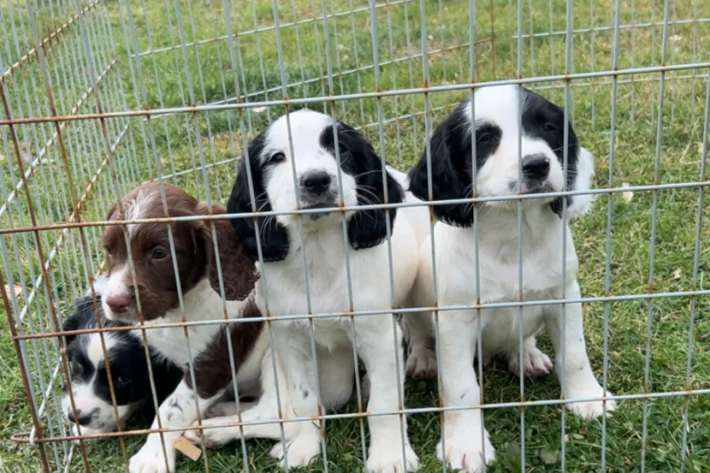 English Springer Spaniel