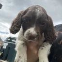 English Springer Spaniel