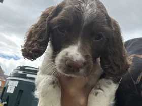 English Springer Spaniel