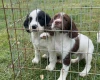 English Springer Spaniel