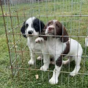 English Springer Spaniel