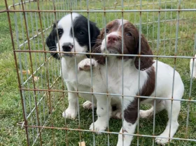 English Springer Spaniel