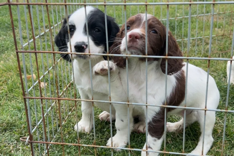 English Springer Spaniel