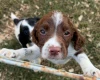 English Springer Spaniel