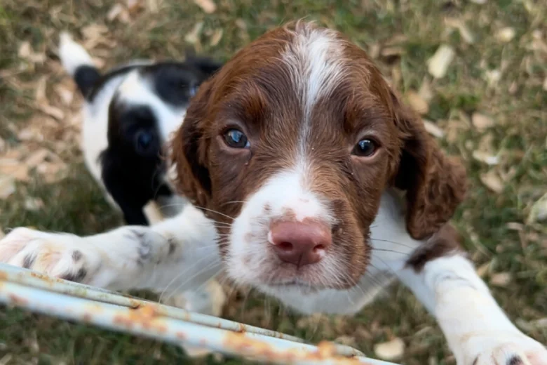 English Springer Spaniel