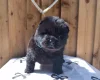 Chow Chow