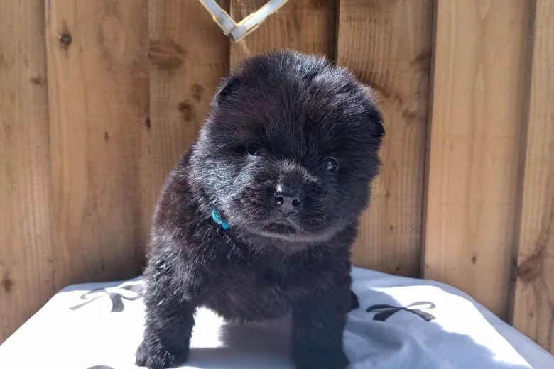 Chow Chow