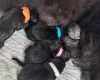 Chow Chow
