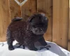 Chow Chow