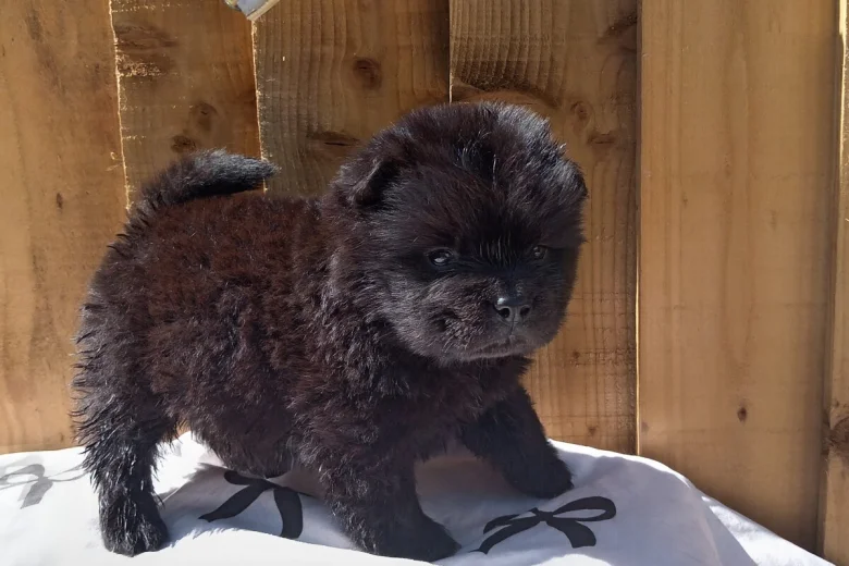Chow Chow