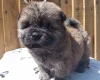 Chow Chow