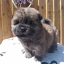 Chow Chow