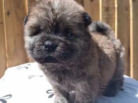 Chow Chow