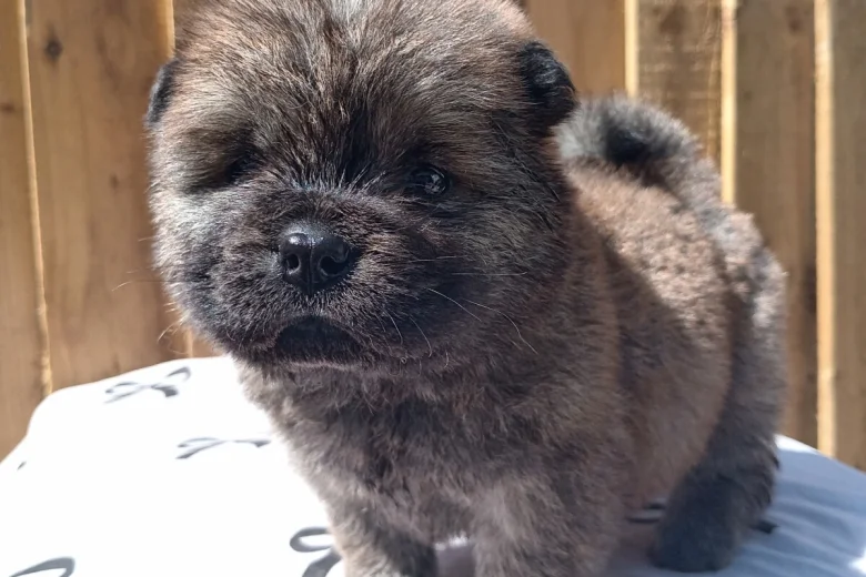 Chow Chow