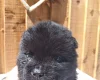 Chow Chow