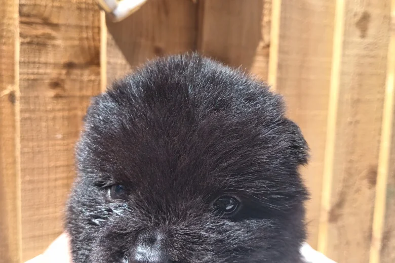 Chow Chow