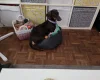 Dachshund (Smooth Haired)