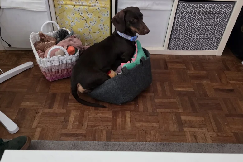 Dachshund (Smooth Haired)