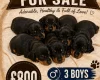 Dachshund (Smooth Haired)