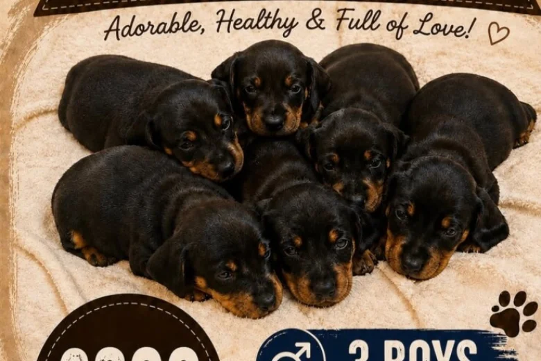Dachshund (Smooth Haired)