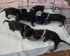 Dachshund (Smooth Haired)
