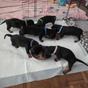 Dachshund (Smooth Haired)