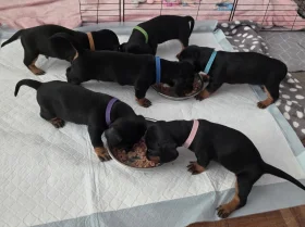 Dachshund (Smooth Haired)