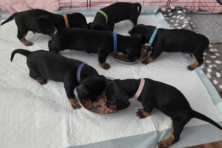 Dachshund (Smooth Haired)