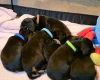Dachshund (Smooth Haired)