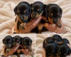 Dachshund (Smooth Haired)
