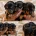 Dachshund (Smooth Haired)
