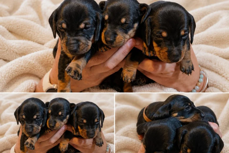 Dachshund (Smooth Haired)