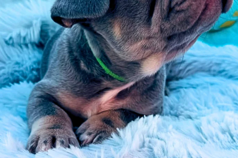 French Bulldog